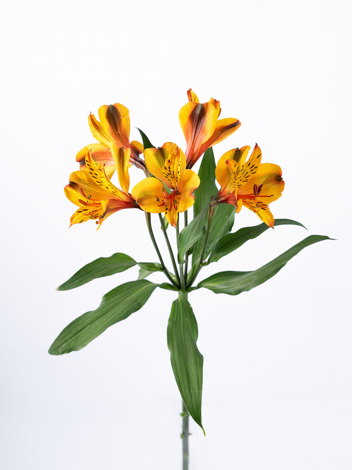 Senna