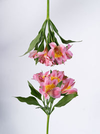 Phoenix Pink