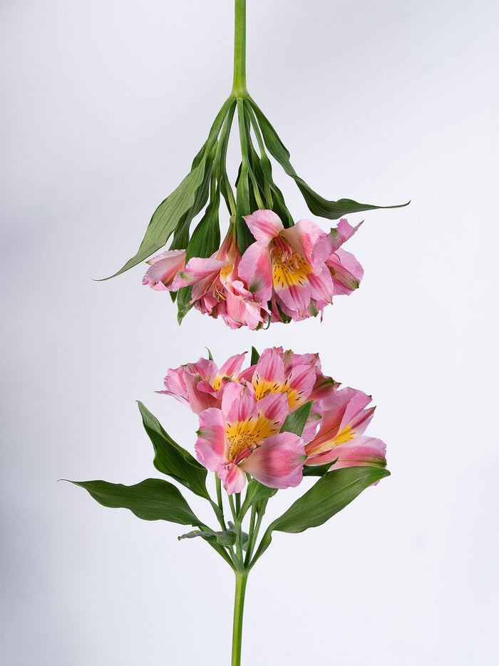 Phoenix Pink — alternate