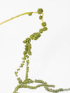 Amaranthus Green Tails
