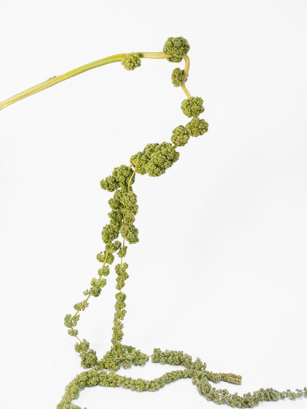 Amaranthus Green Tails