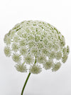 Ammi Majus White