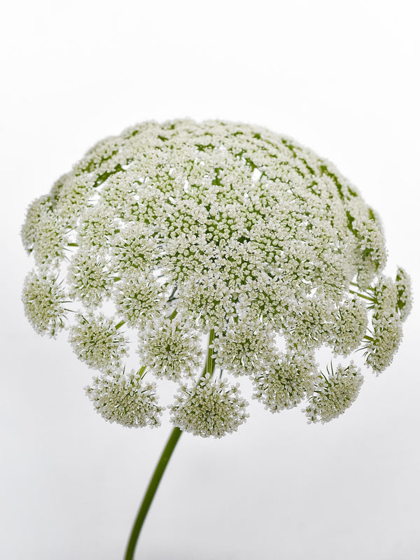 Ammi Majus