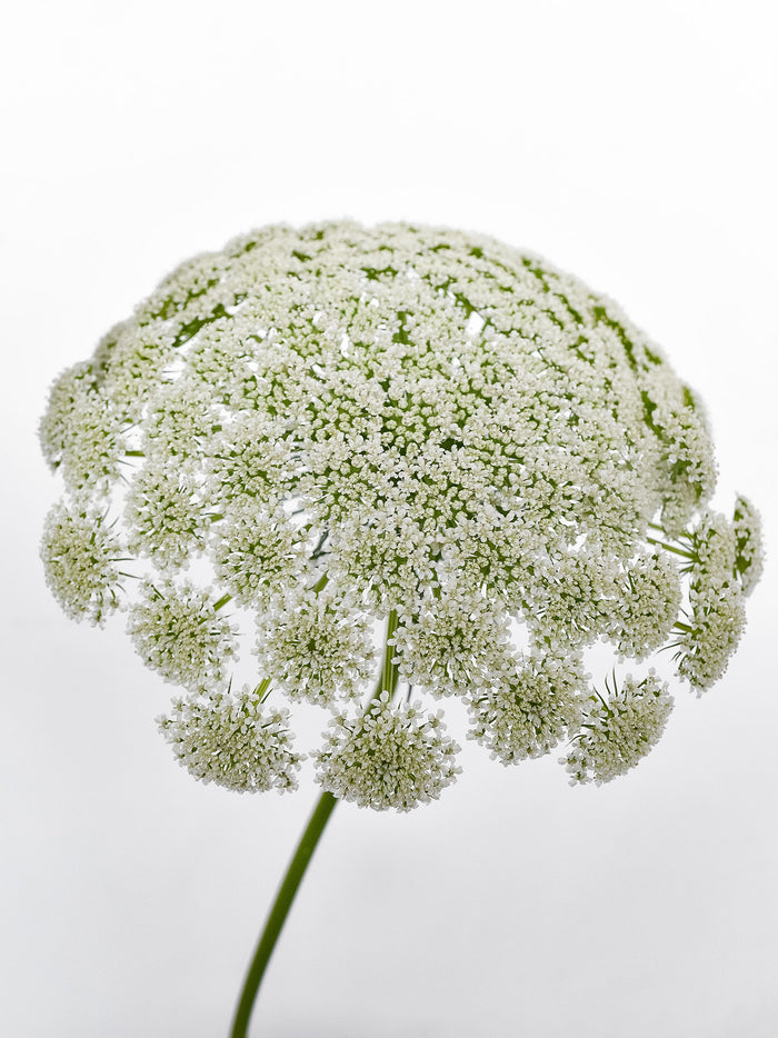 Ammi Majus White