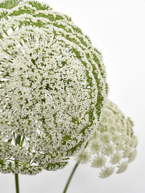 Ammi Majus White