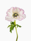 Anemone Edge Light Pink