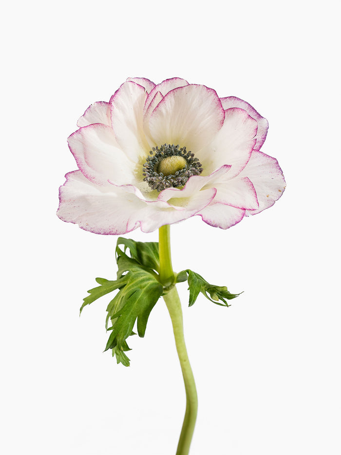 Anemone Edge Light Pink