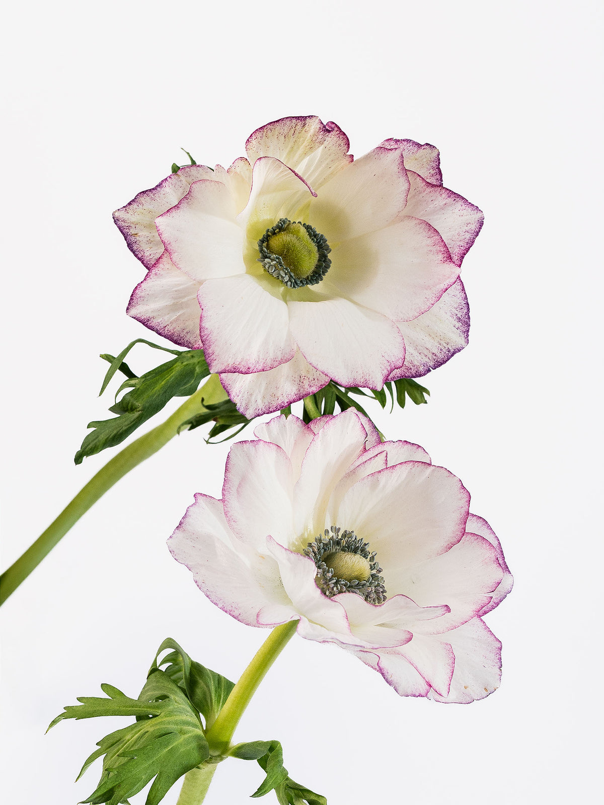 Anemone Edge Light Pink