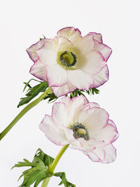 Anemone Edge Light Pink