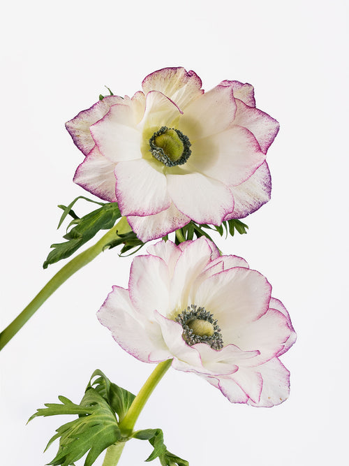 Anemone Edge Light Pink