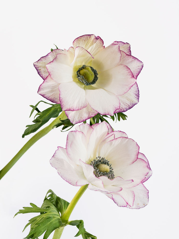 Anemone Edge Light Pink — alternate