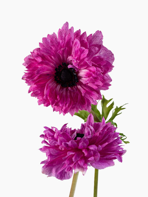 Anemone Levante Fucsia