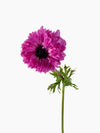 Anemone Levante Fucsia