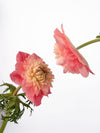 Anemone Levante Rosa Chiaro