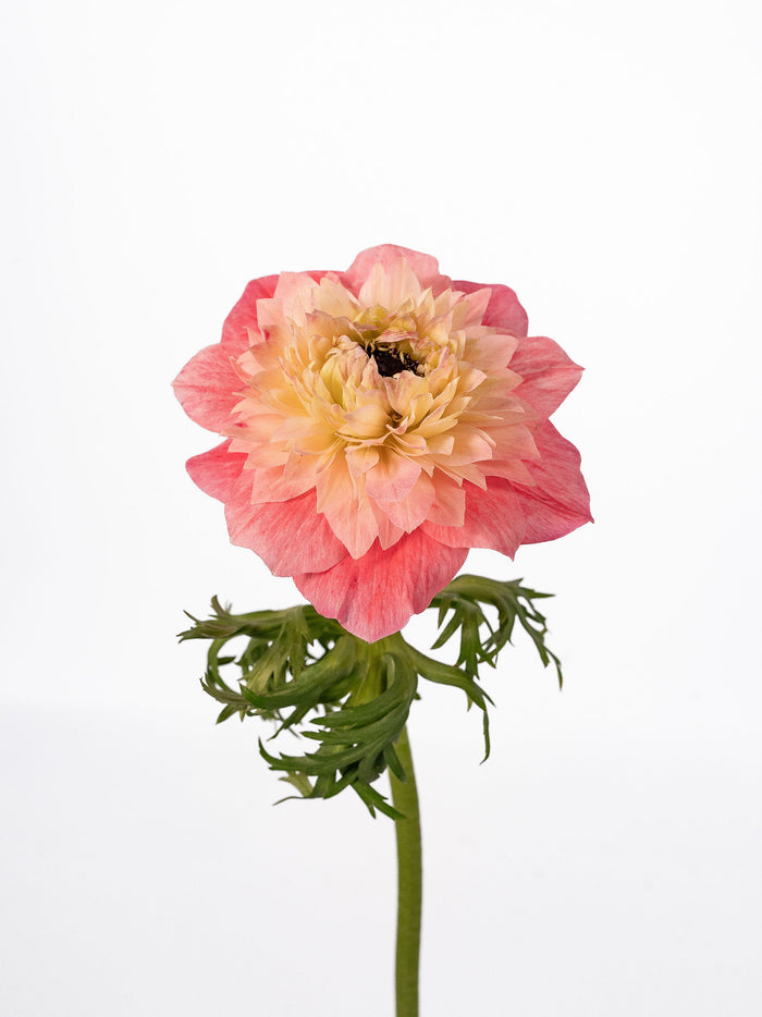 Anemone Levante Rosa Chiaro — alternate