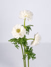 Anemone Levante White