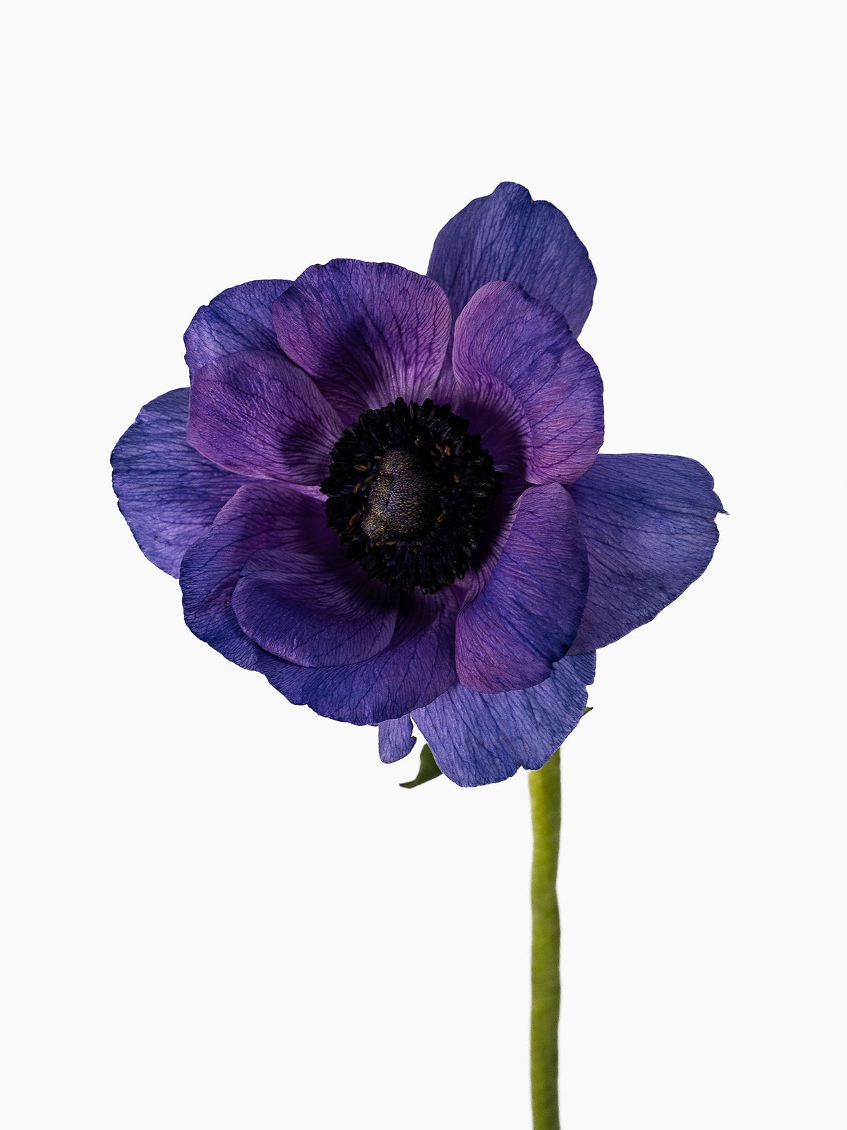 Anemone Mistral Blue