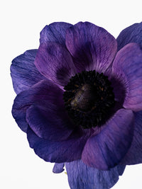 Anemone Mistral Blue