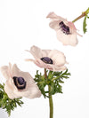 Anemone Mistral Blush