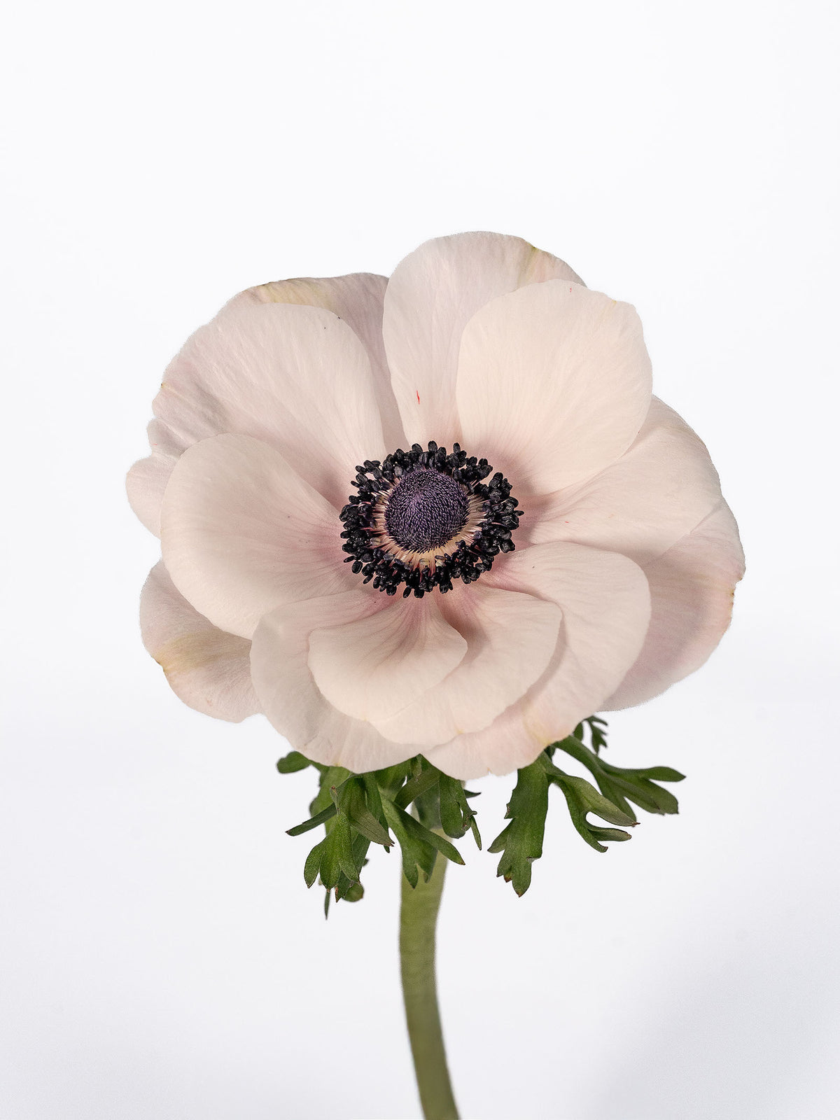 Anemone Mistral Blush