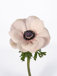 Anemone Mistral Blush