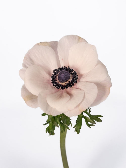 Anemone Mistral Blush