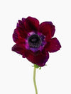 Anemone Mistral Burgundy