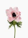 Anemone Mistral Light Pink