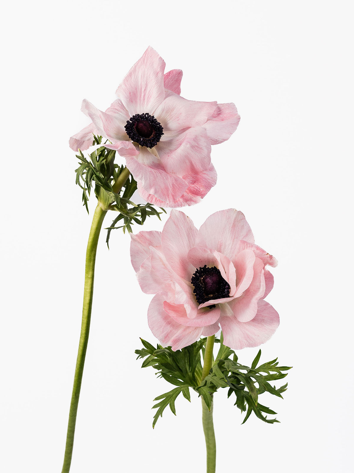 Anemone Mistral Light Pink