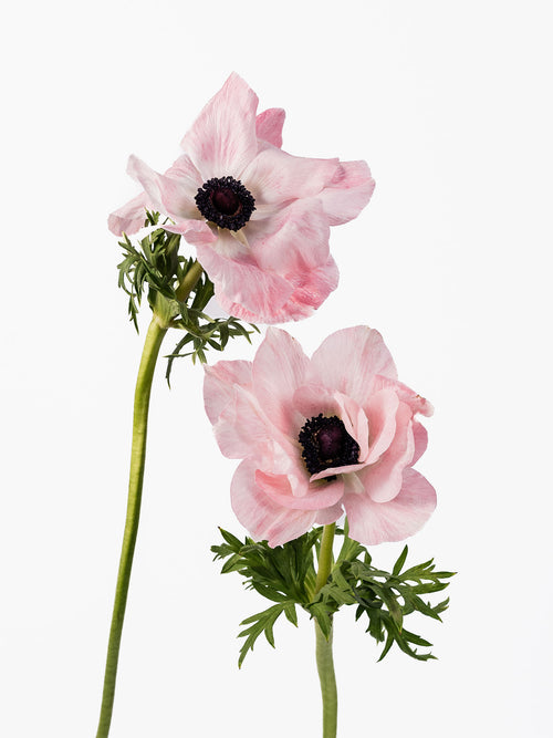 Anemone Mistral Light Pink