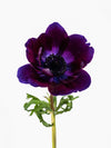 Anemone Mistral Purple