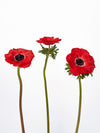 Anemone Mistral Red