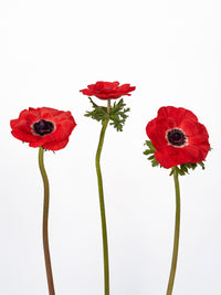Anemone Mistral Red