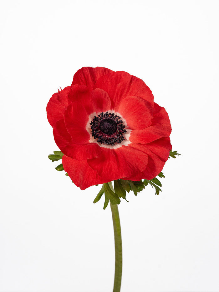 Anemone Mistral Red — alternate