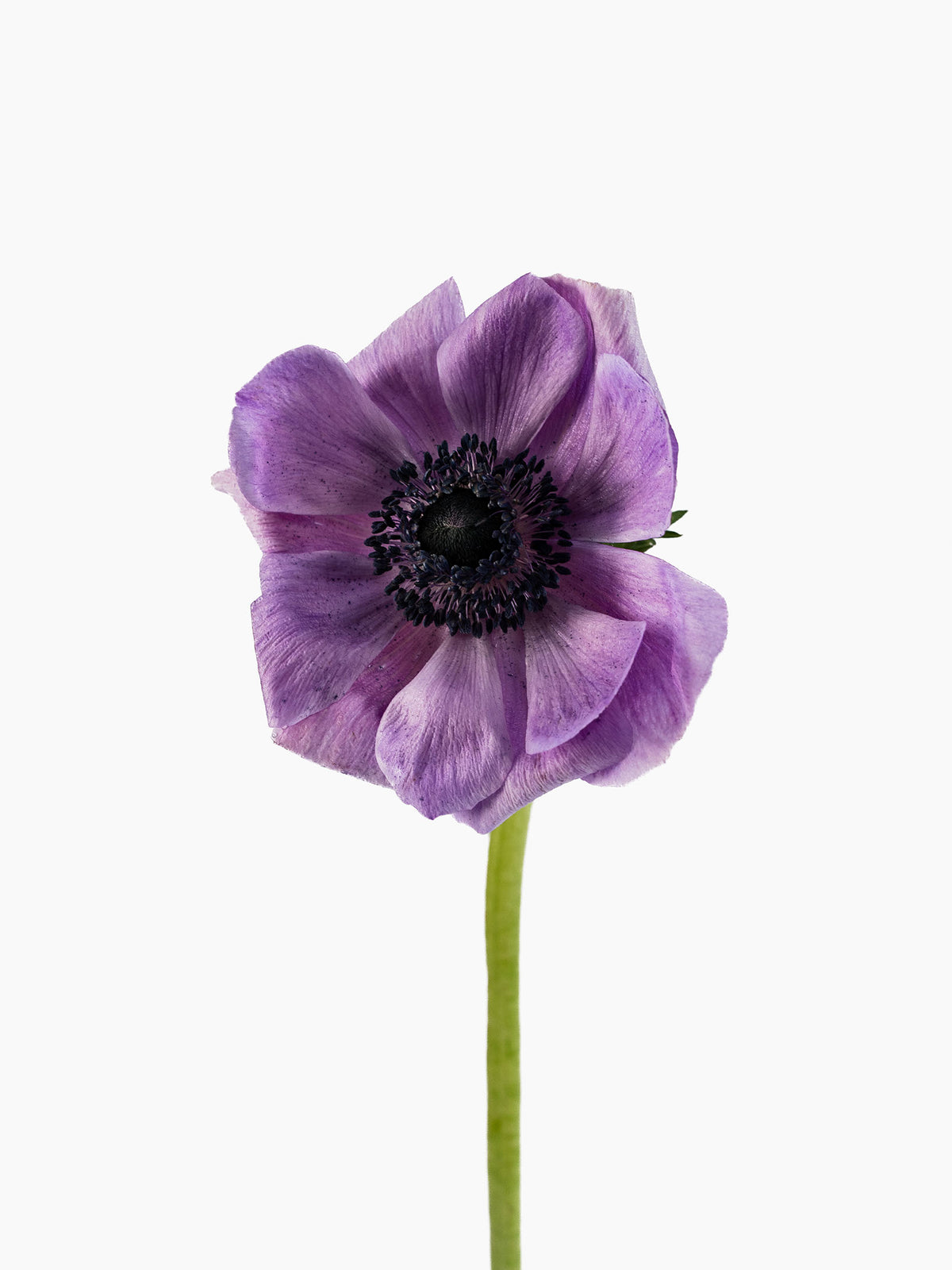 Anemone Mistral Soft Purple