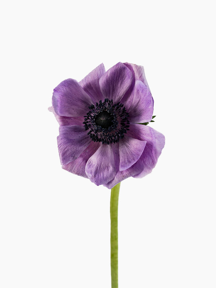 Anemone Mistral Soft Purple