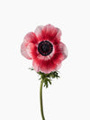 Anemone White & Red