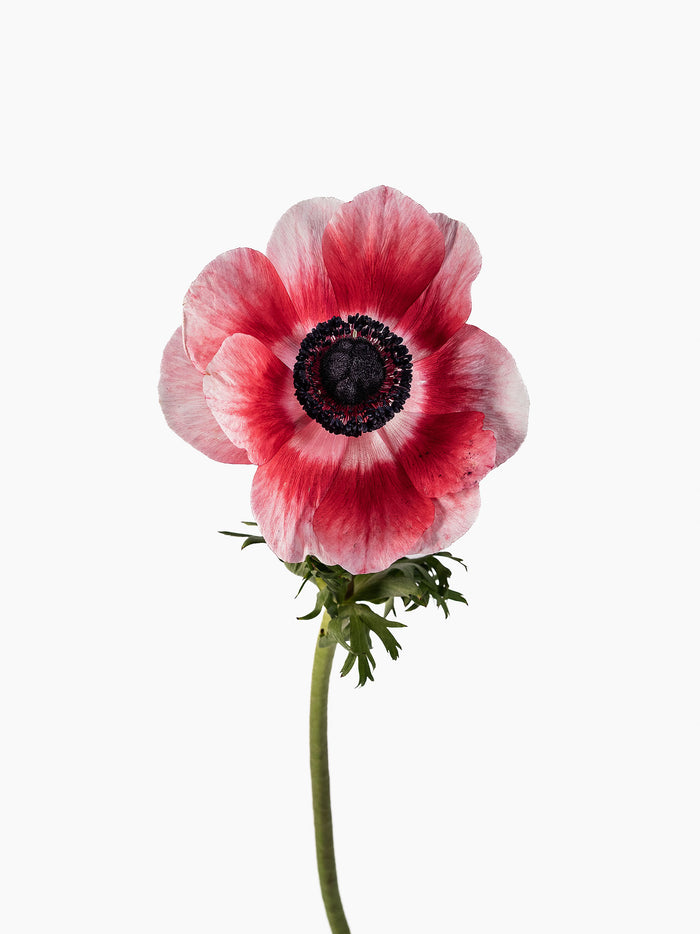 Anemone White & Red