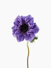 Anemone Levante Azurro