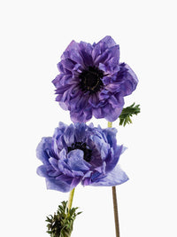 Anemone Levante Azurro