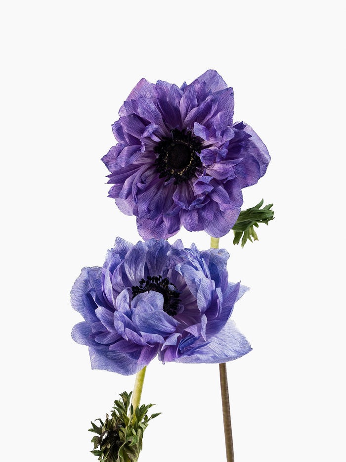 Anemone Levante Azurro — alternate