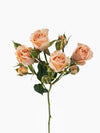 Apricot Spray Rose