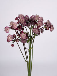 Astrantia Burgundy