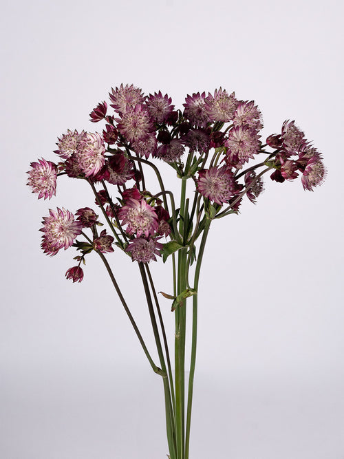 Astrantia Burgundy