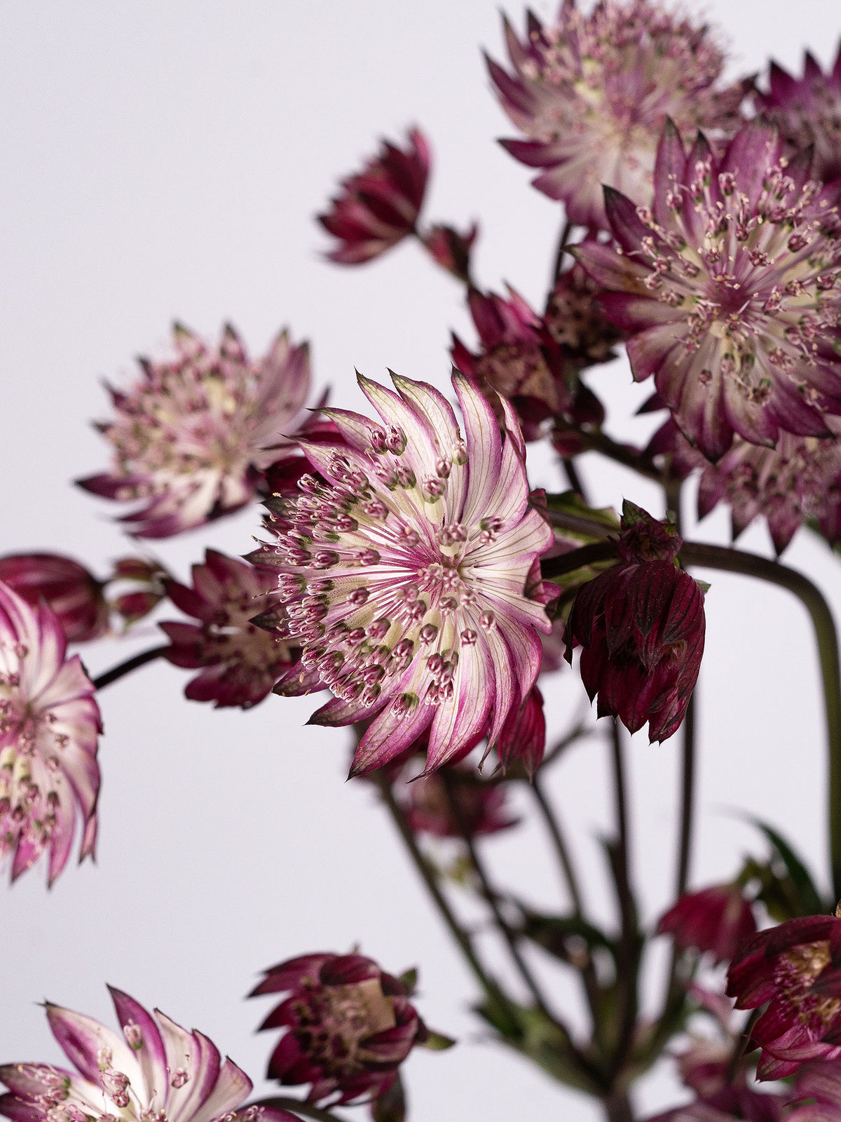 Astrantia Burgundy