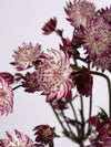 Astrantia Burgundy