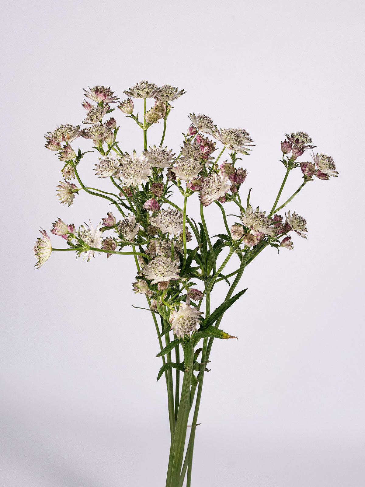 Astrantia Light Pink