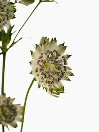 Astrantia White