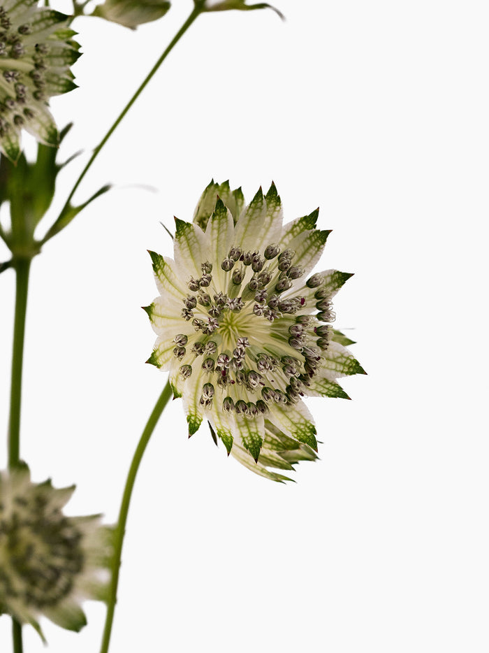 Astrantia White