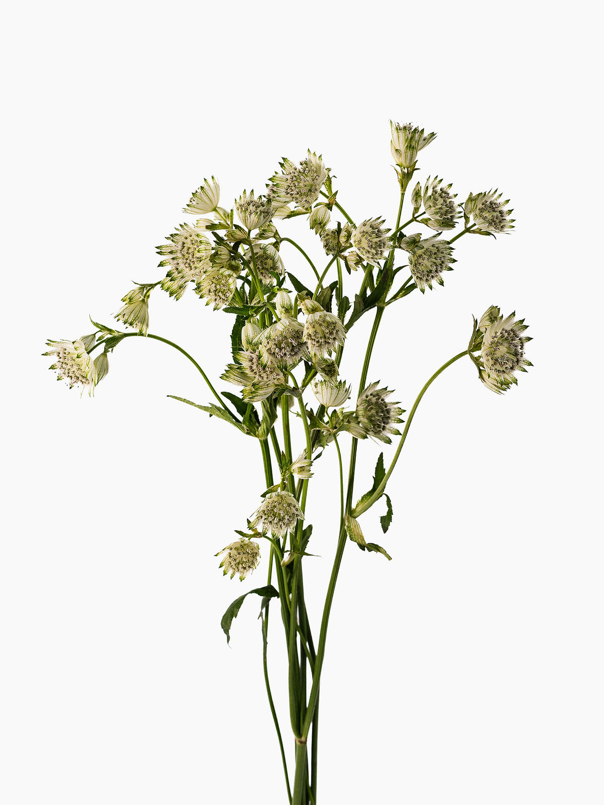 Astrantia White